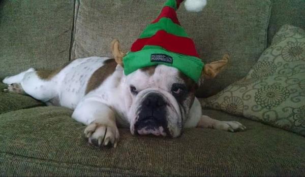 /Images/uploads/Long Island Bulldog Rescue/LIBR-2025-Calendar/entries/32166thumb.jpg
